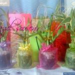 lucky bamboo plants 005